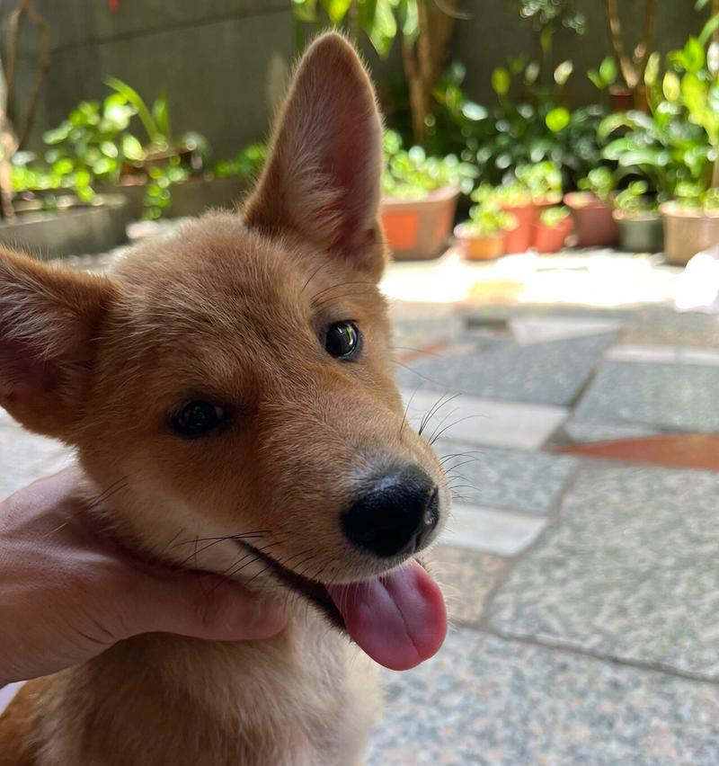 柴犬四个月大，每日喂食量是多少？