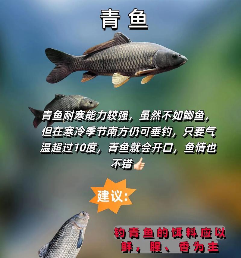 鱼苗开口期的最佳食物是什么？