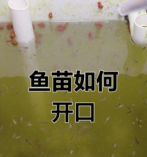 鱼苗开口期的最佳食物是什么？
