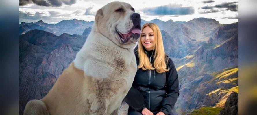 手掌大小的大型犬品种有哪些？特点是什么？
