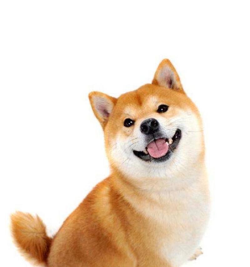纯正柴犬多少钱一只？柴犬的购买和饲养需要注意什么？
