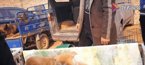 纯正柴犬多少钱一只？柴犬的购买和饲养需要注意什么？