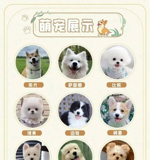 纯正柴犬多少钱一只？柴犬的购买和饲养需要注意什么？
