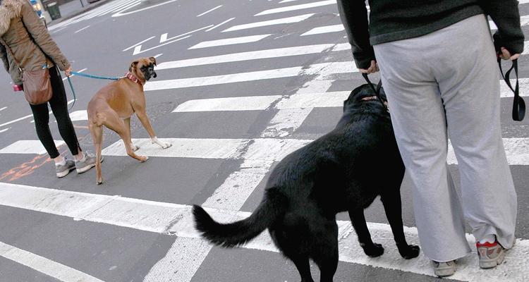 成都哪些公司提供大型犬抓捕服务？