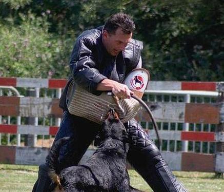 成都哪些公司提供大型犬抓捕服务？