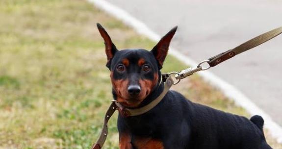 哪些小型犬的名字听起来很霸气？它们的性格特点是什么？