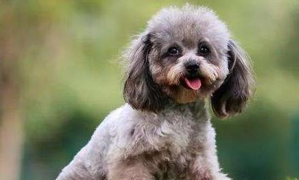 哪些小型犬的名字听起来很霸气？它们的性格特点是什么？