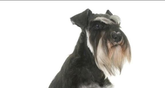 哪些小型犬的名字听起来很霸气？它们的性格特点是什么？