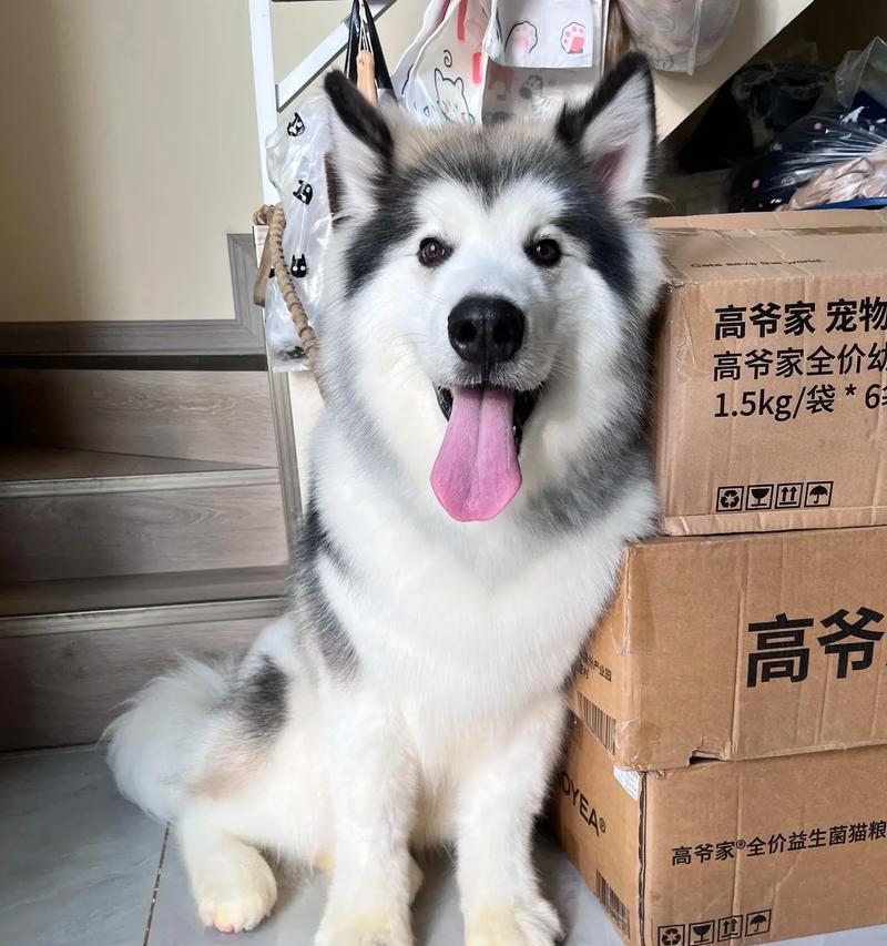 阿拉斯加犬成年犬图片有哪些？如何挑选？