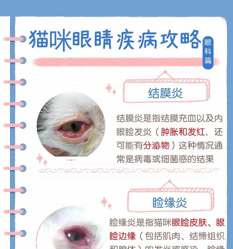 小奶猫总流眼泪怎么回事？需要采取哪些措施？