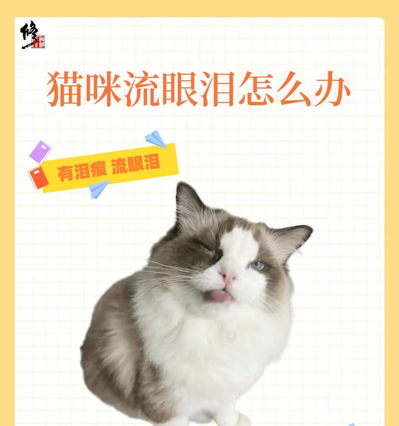 小奶猫总流眼泪怎么回事？需要采取哪些措施？