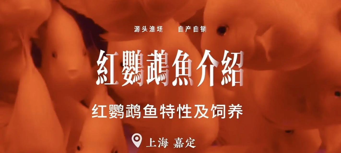 红鹦鹉鱼和地图鱼混养需要注意什么？它们能和平共处吗？
