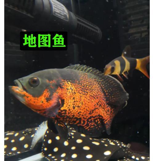 红鹦鹉鱼和地图鱼混养需要注意什么？它们能和平共处吗？