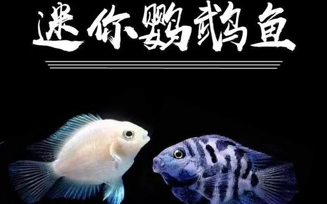 红鹦鹉鱼和地图鱼混养需要注意什么？它们能和平共处吗？