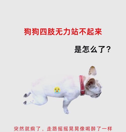 狗狗四脚朝天扭动是什么原因？如何处理？