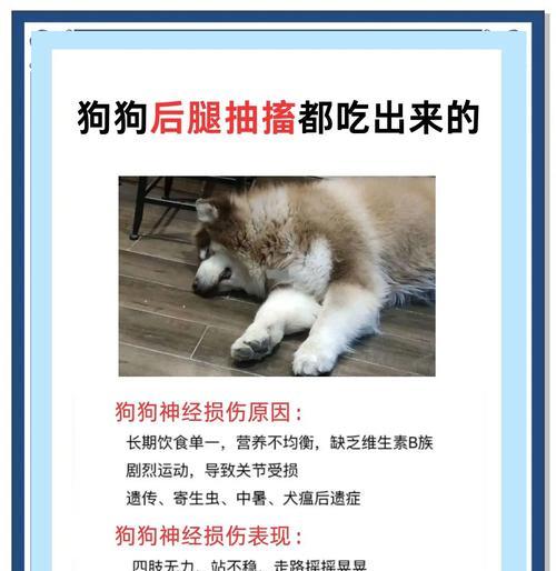 狗狗四脚朝天扭动是什么原因？如何处理？