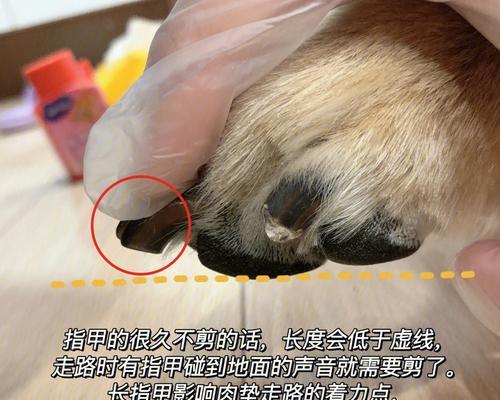 两三个月的小狗剪指甲需要注意什么？剪指甲的正确方法是什么？