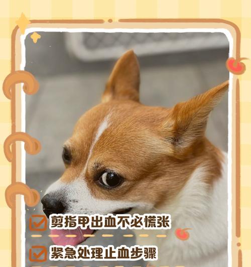 两三个月的小狗剪指甲需要注意什么？剪指甲的正确方法是什么？