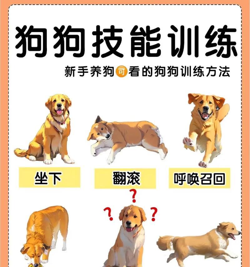 猎犬训练的最佳时机是什么时候？训练前需要准备什么？