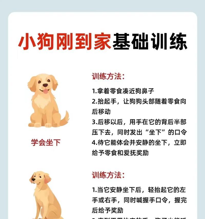 猎犬训练的最佳时机是什么时候？训练前需要准备什么？
