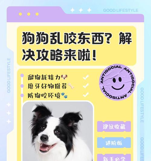 幼犬乱咬东西该如何纠正？