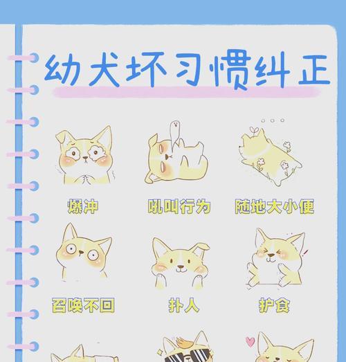 幼犬乱咬东西该如何纠正？
