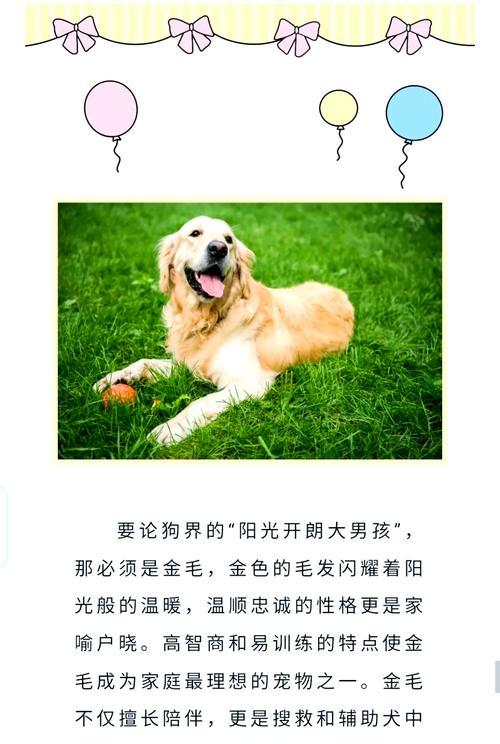金毛犬怀孕期间需要特别注意哪些事项？