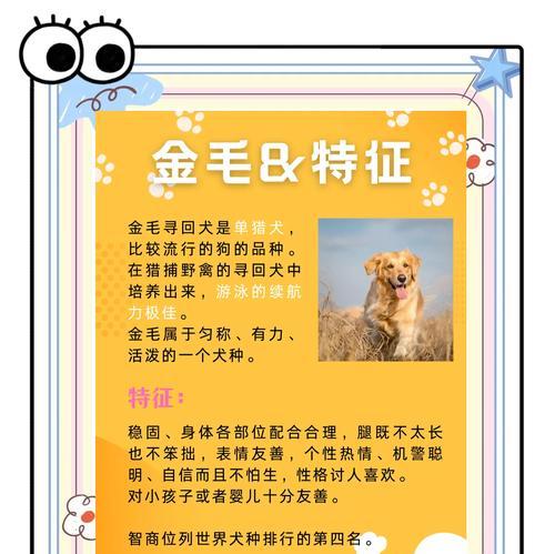 金毛犬怀孕期间需要特别注意哪些事项？
