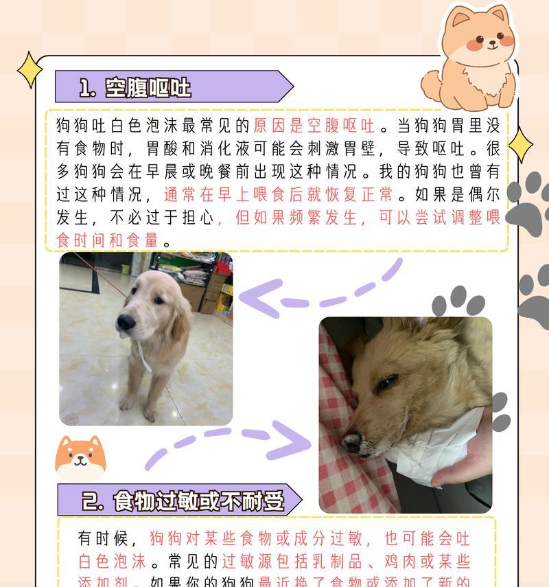 狗狗呕吐白色泡沫粘液是什么原因？需要担心吗？