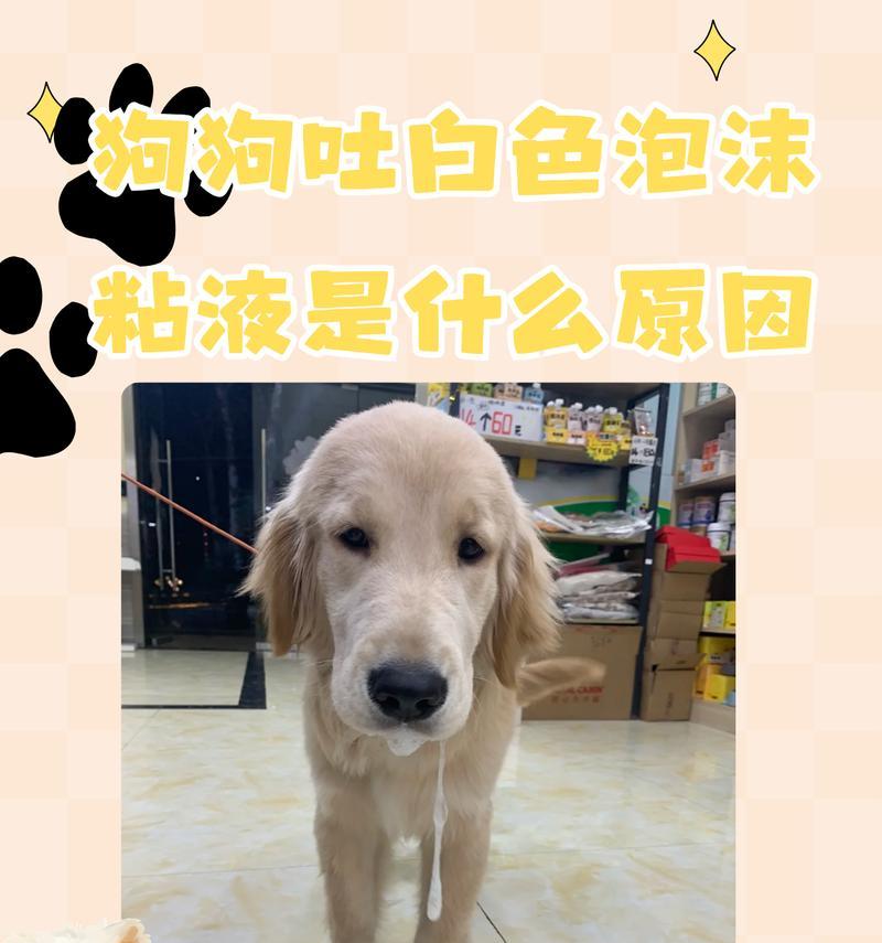 狗狗呕吐白色泡沫粘液是什么原因？需要担心吗？
