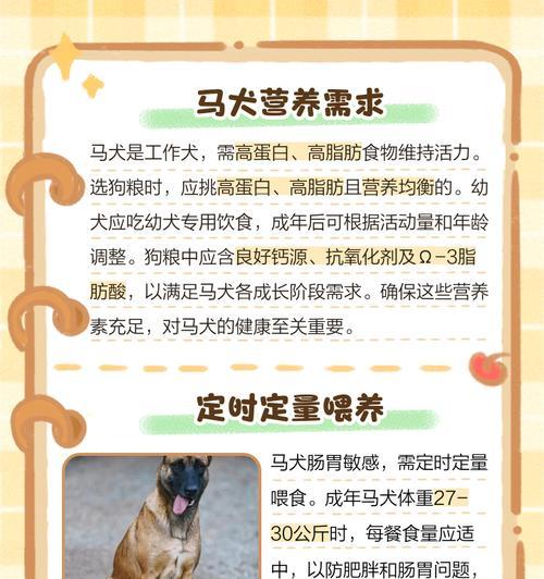 如何喂养马犬才能长得更大？马犬喂养的正确方法是什么？