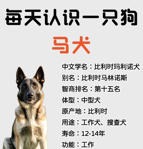 如何喂养马犬才能长得更大？马犬喂养的正确方法是什么？