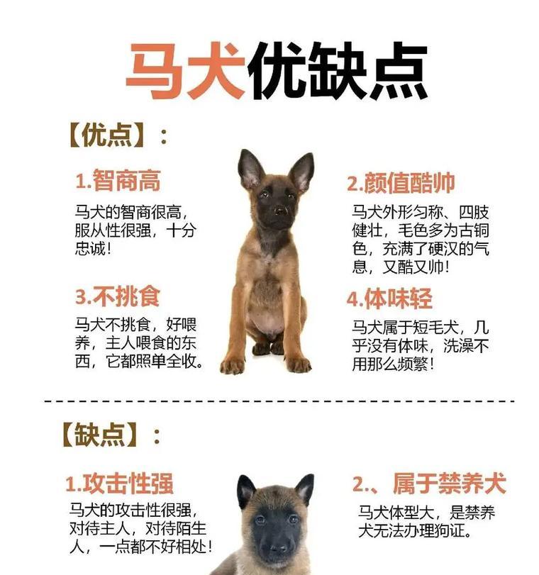 如何喂养马犬才能长得更大？马犬喂养的正确方法是什么？