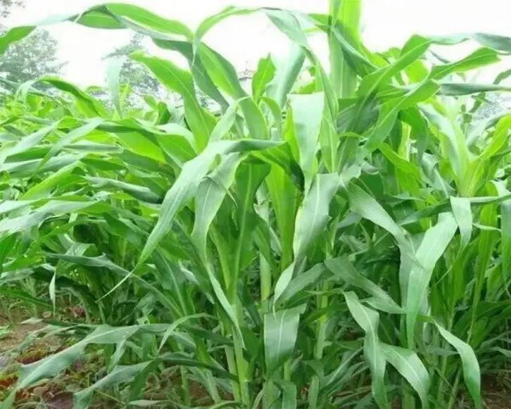 玉米草播种与收割的最佳时机是什么时候？