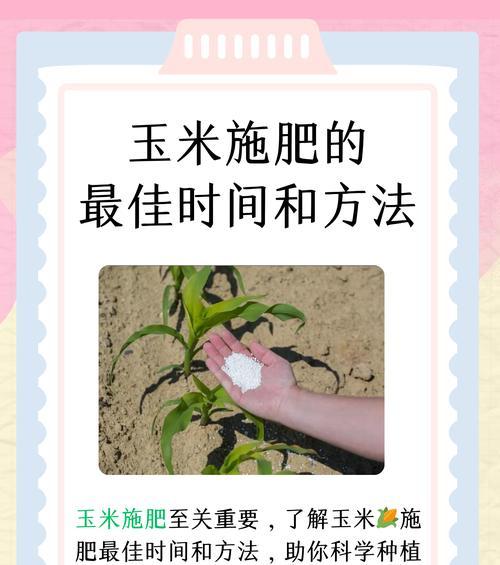 玉米草播种与收割的最佳时机是什么时候？