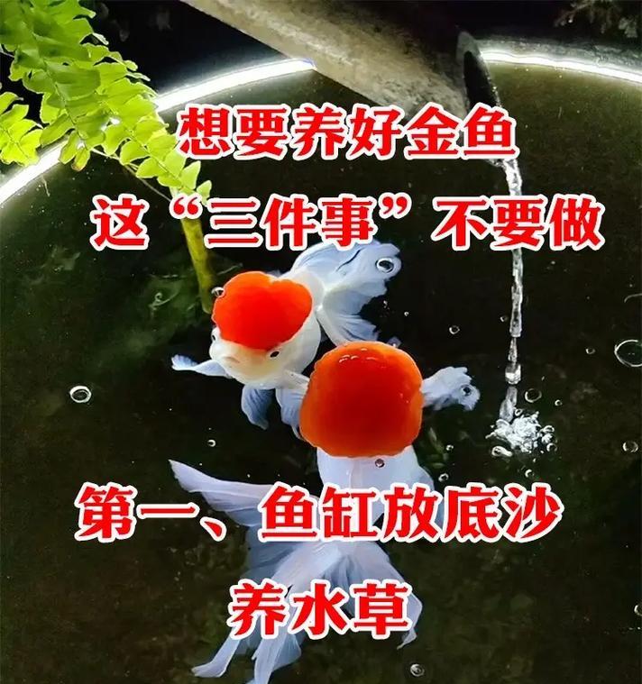 金鱼翻肚皮是疾病信号吗？如何急救和治疗？