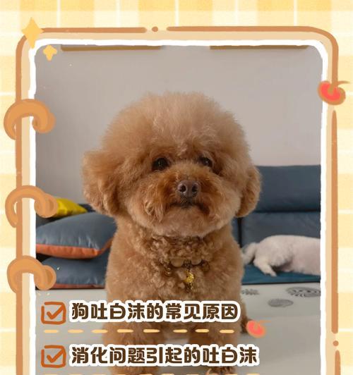 狗狗张嘴吐白沫是为什么呢？可能是哪些原因？