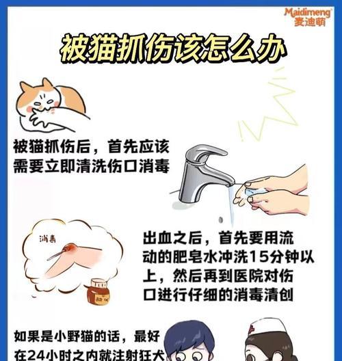被猫抓伤后应如何处理伤口？
