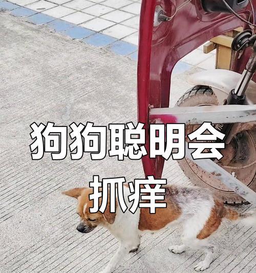 狗狗哪个部位最痒？如何正确挠痒？