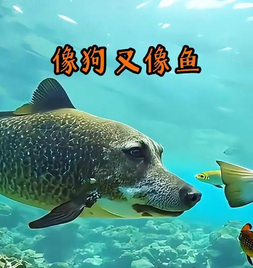 狗狗能吃小鱼吗？给狗狗吃小鱼有哪些好处和风险？