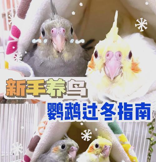 玄凤鹦鹉冬天如何保暖？有哪些保暖措施可以采取？