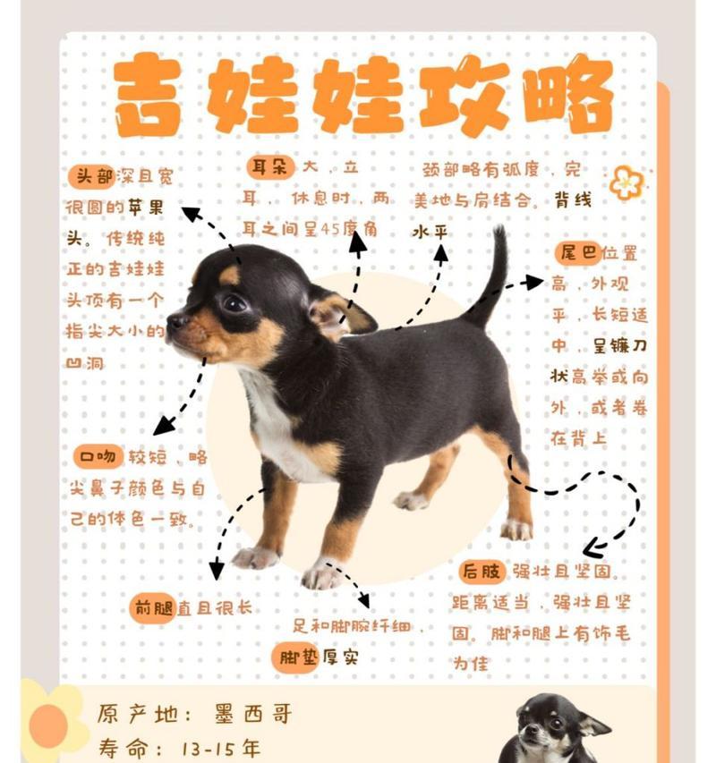 吉娃娃选择公的好还是母的好？各自的优缺点是什么？