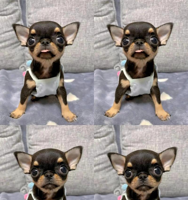 吉娃娃选择公的好还是母的好？各自的优缺点是什么？