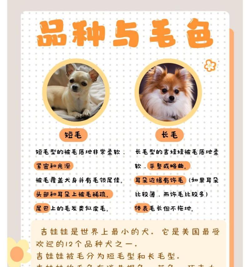 吉娃娃选择公的好还是母的好？各自的优缺点是什么？