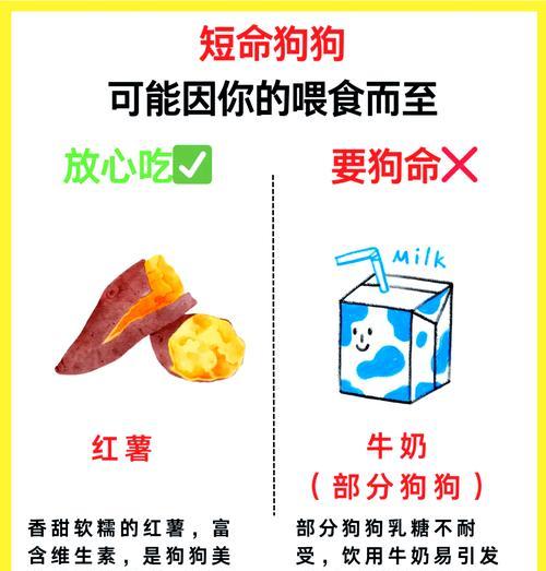 狗狗不能吃哪些食物？如何避免喂食禁忌？
