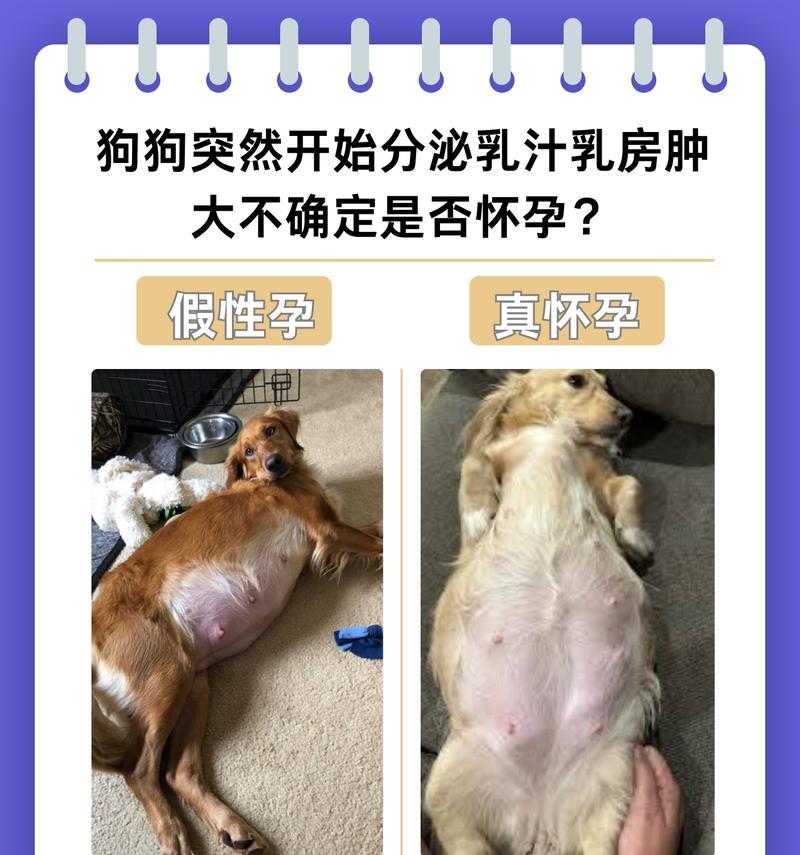 狗狗假怀孕乳房肿胀应如何处理？