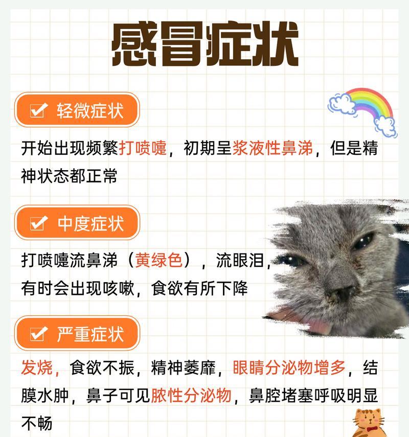 小猫感冒了怎么办？在治疗过程中需要注意什么？