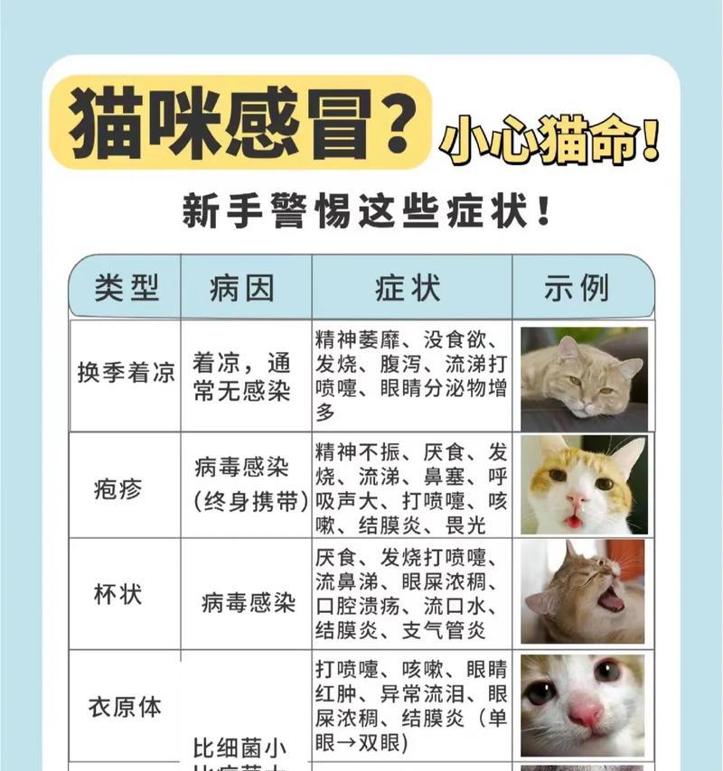 小猫感冒了怎么办？在治疗过程中需要注意什么？