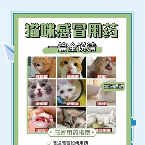 小猫感冒了怎么办？在治疗过程中需要注意什么？