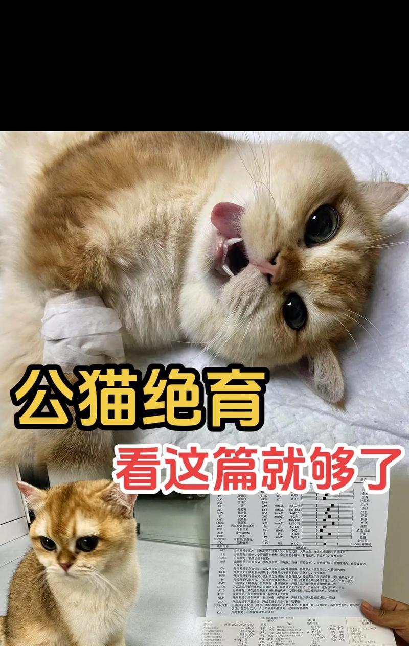 绝育后的母猫公猫还会感兴趣吗？绝育对猫行为有何影响？